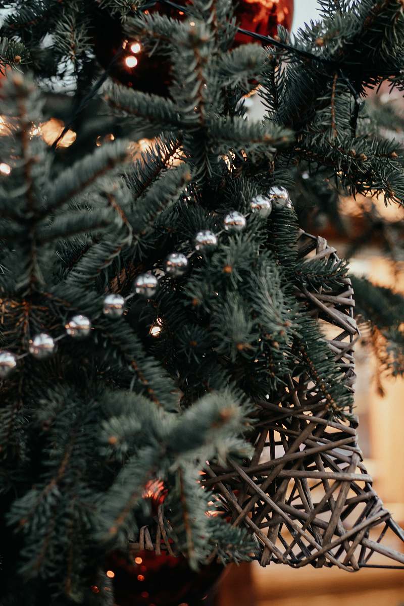 ornament green pine tree with snow plant